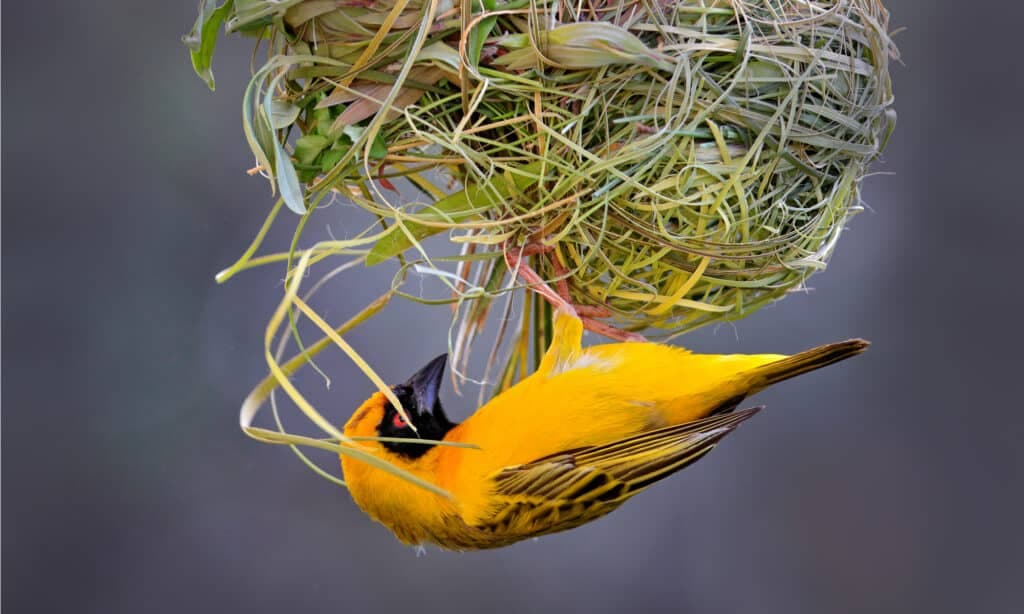 Weaverbird
